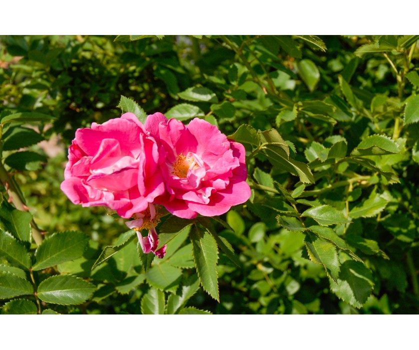 William Baffin Rose